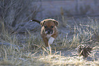 mongrel puppy