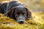 Golden-Retriever-Mongrel