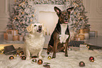American-Staffordshire-Labrador-Retriever