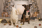 American-Staffordshire-Labrador-Retriever
