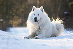 Samoyed-Eurasier-Monngrel
