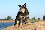 14 years old mongrel