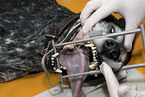 at veterinarian