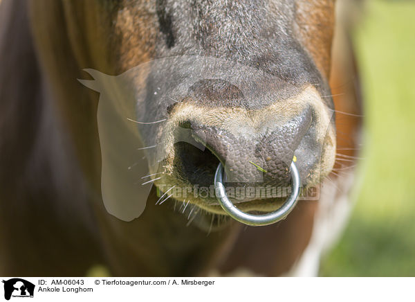Watussirind / Ankole Longhorn / AM-06043