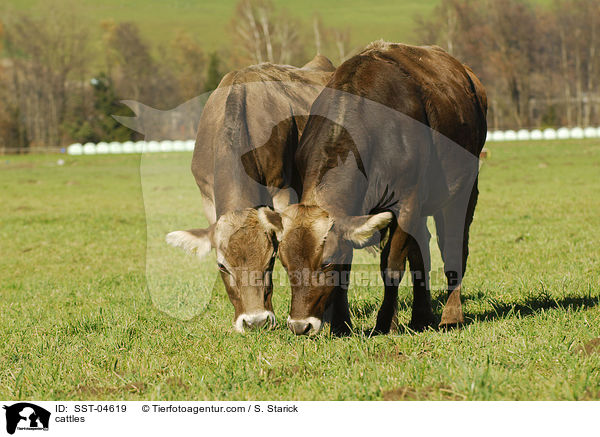 cattles / SST-04619