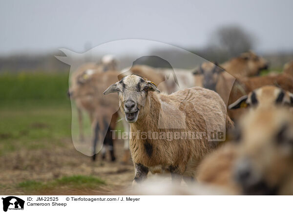 Kamerun Schaf / Cameroon Sheep / JM-22525