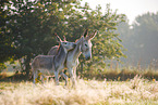 2 asses