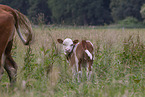hinterwald cattle