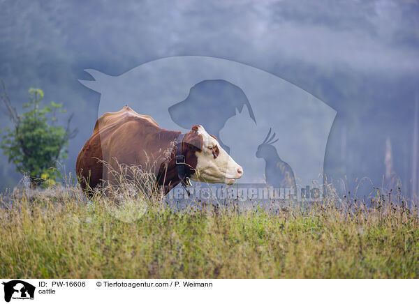 cattle / PW-16606