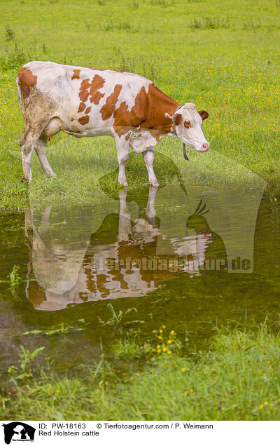 Red Holstein cattle / PW-18163