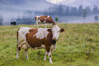 cattle