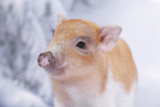 micro pig