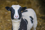 Jakob sheep