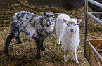 Skudde sheeps
