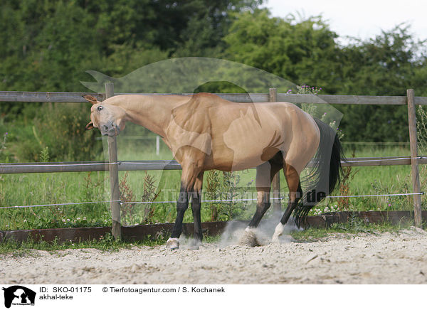 Achal Tekkiner / akhal-teke / SKO-01175
