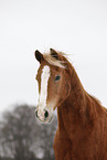 Akhal-Teke
