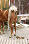 defecated horse