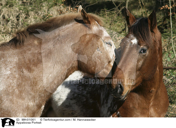 Appaloosa Portrait / Appaloosa Portrait / MH-01061
