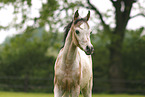 arabian horse foal