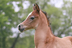 arabian horse foal