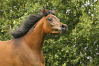 arabian horse mare