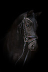 German Riding Pony portrait