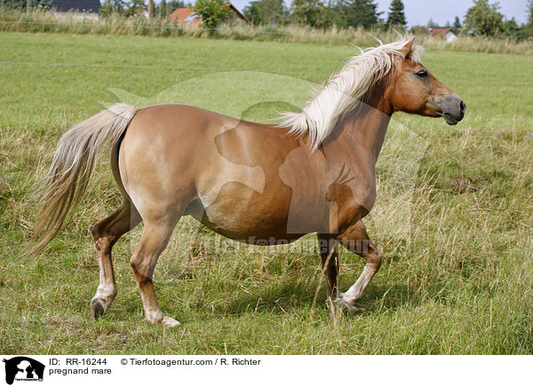 tragende Stute / pregnand mare / RR-16244