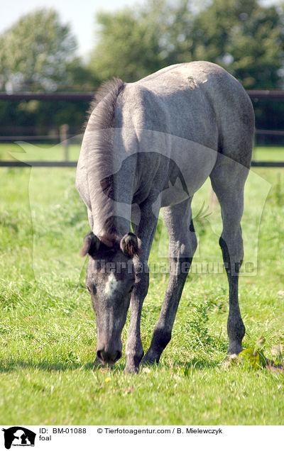 Holsteiner Fohlen / foal / BM-01088