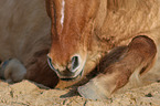 Icelandic Horse