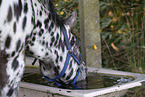 knabstrup horse in summer