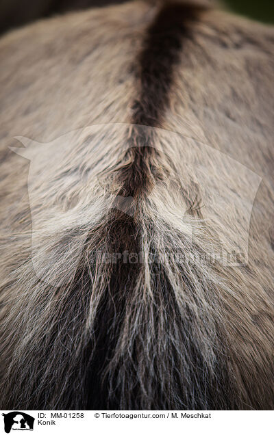 Konik / Konik / MM-01258