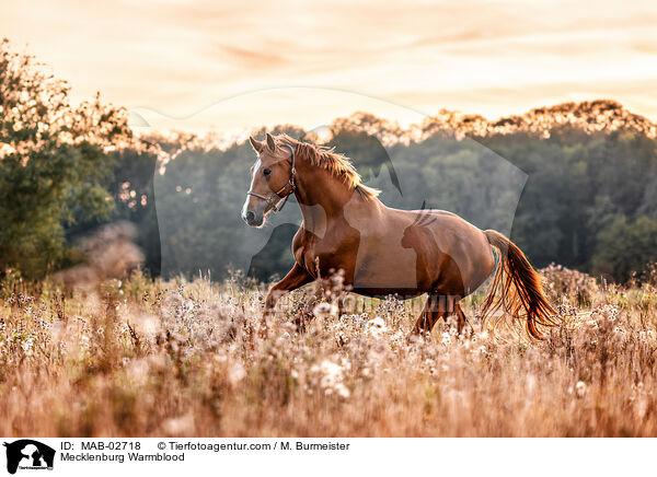 Mecklenburger / Mecklenburg Warmblood / MAB-02718