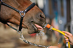 drinking Mecklenburg Warmblood