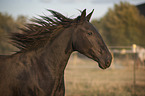 Murgese portrait