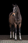 Oldenburg Horse mare