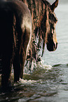 Polish Warmblood