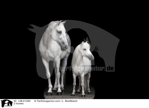 2 Pferde / 2 horses / LIB-01290