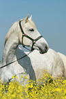 Trakehner Portrait