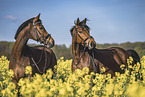 warmbloods