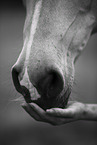 warmblood