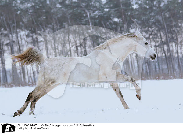 galoppierender Araber-Mix / galloping Araber-Cross / HS-01487