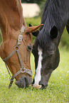 grazing horses