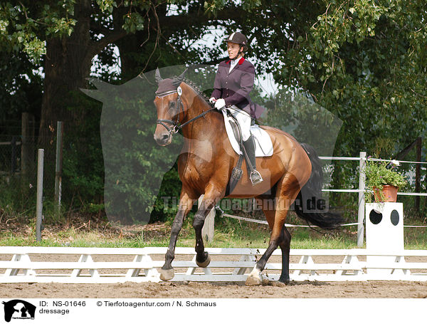 Dressurreiten / dressage / NS-01646