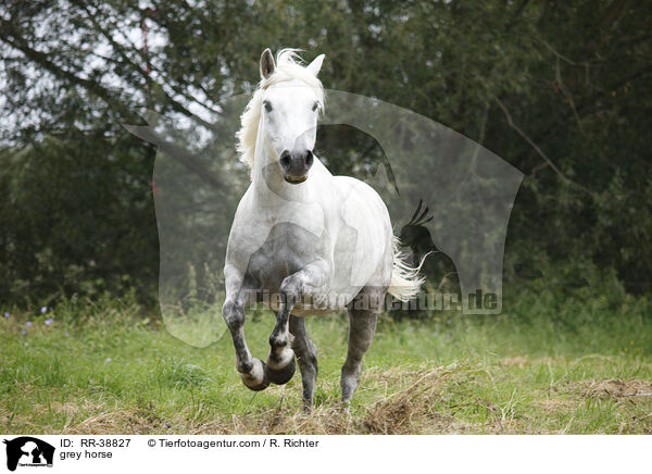 Schimmel / grey horse / RR-38827