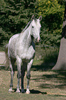 Warmblood