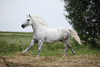 grey horse