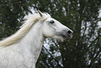 grey horse