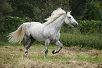 grey horse