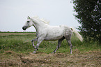 grey horse