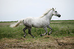 grey horse